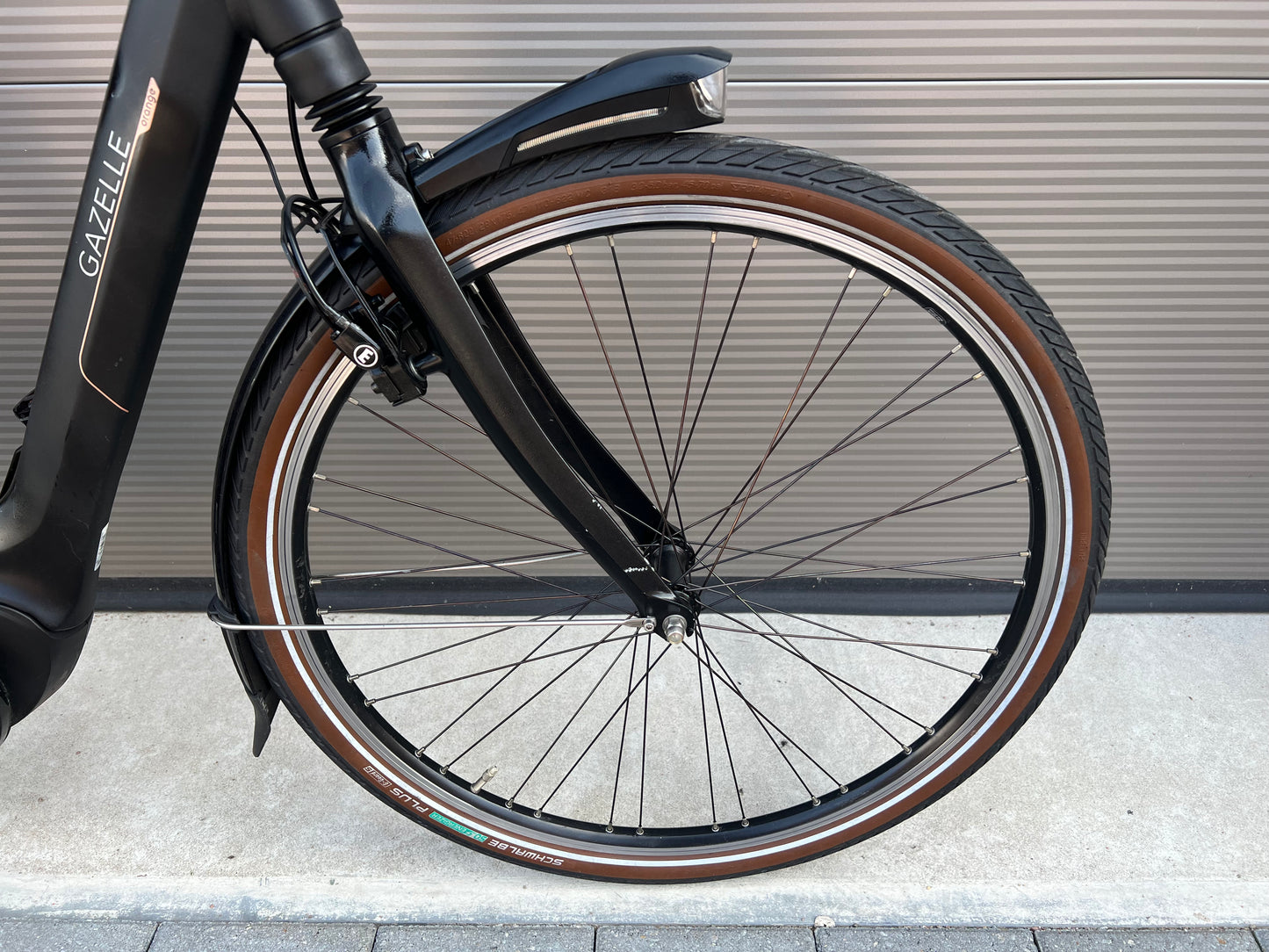 Gazelle Orange